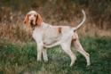 White and orange Bracco Italiano standing in field