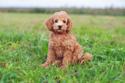 Apricot Toy Poodle sitting in grass