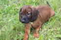 Bavarian Mountain Hound puppy laying in grass