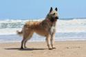 Tan and white Belgian Shepherd Laekenois standing on beach