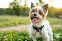 Tan and white Biewer Terrier standing in grass