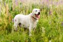 White Central Asian Shepherd Dog standing in grassy field