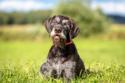 German Longhaired Pointer laying in grassy field