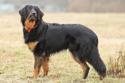 black and tan Hovawart standing in field