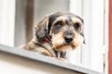 gray and white Pudelpointer