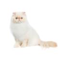 Himalayan Cat Health Problems: Essential Care Tips