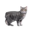 Why Do Manx Cats Have So Many Health Issues: Uncovering the Truth