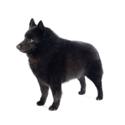 Dog Breeds Schipperke: Discover the Loyal Protector