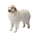 How Much Food Should I Feed My Great Pyrenees Dog: Expert Guide
