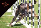 dog-participating-in-incredible-weave-event