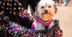 A dog wearing Mardi Gras beads in a stroller.