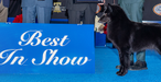 ‘Soleil,’ a Belgian Sheepdog, Wins Best in Show at 2025 National Dog Show.