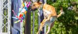 Dog competing in Fetch It event