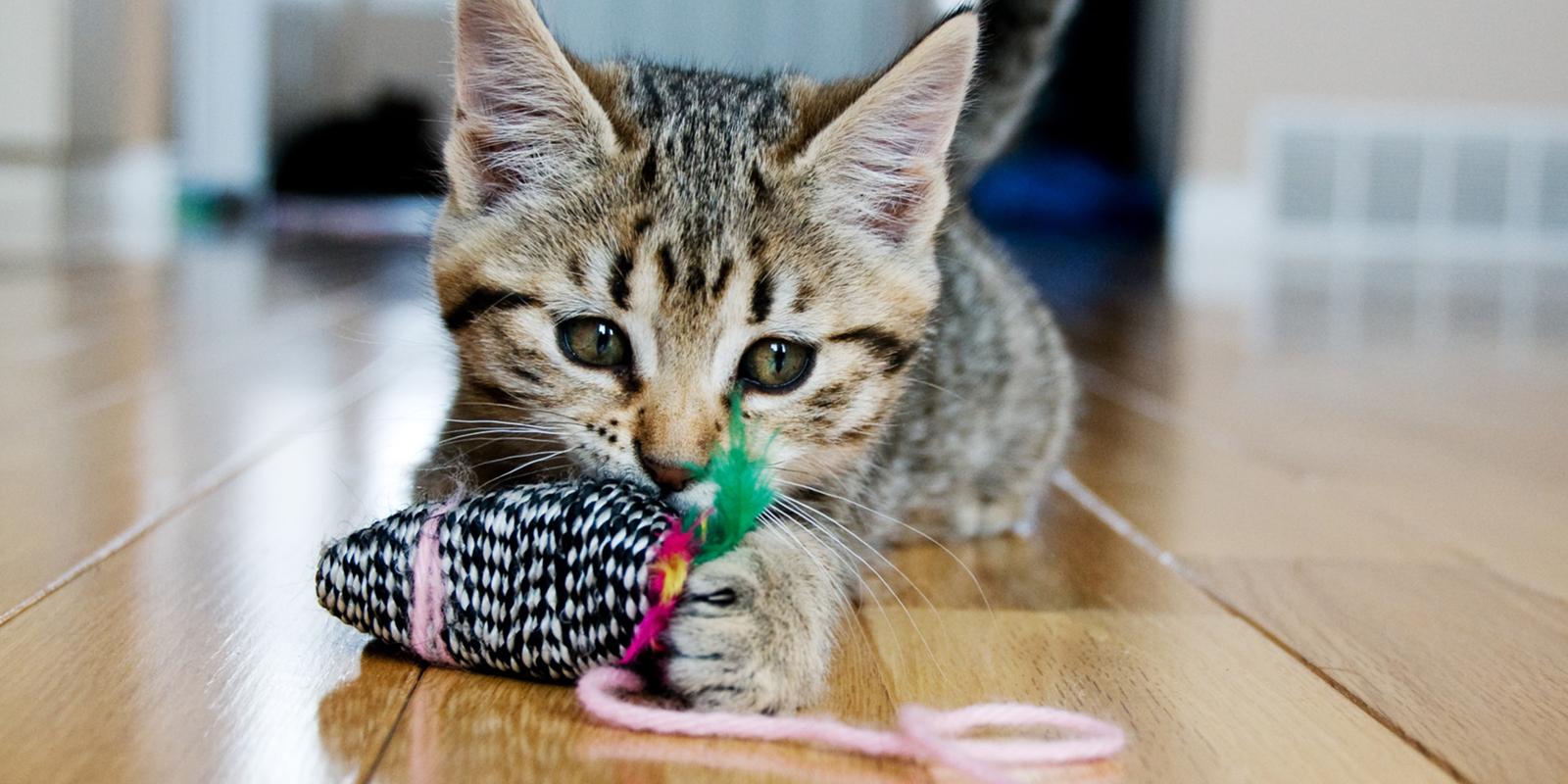 How to Keep a Kitten Entertained: Tips for Playful Kittens | Purina US
