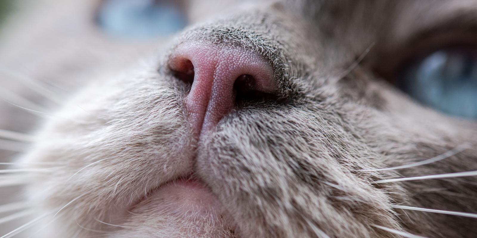 Cat Abscesses: Causes, Signs & Treatment | Purina US