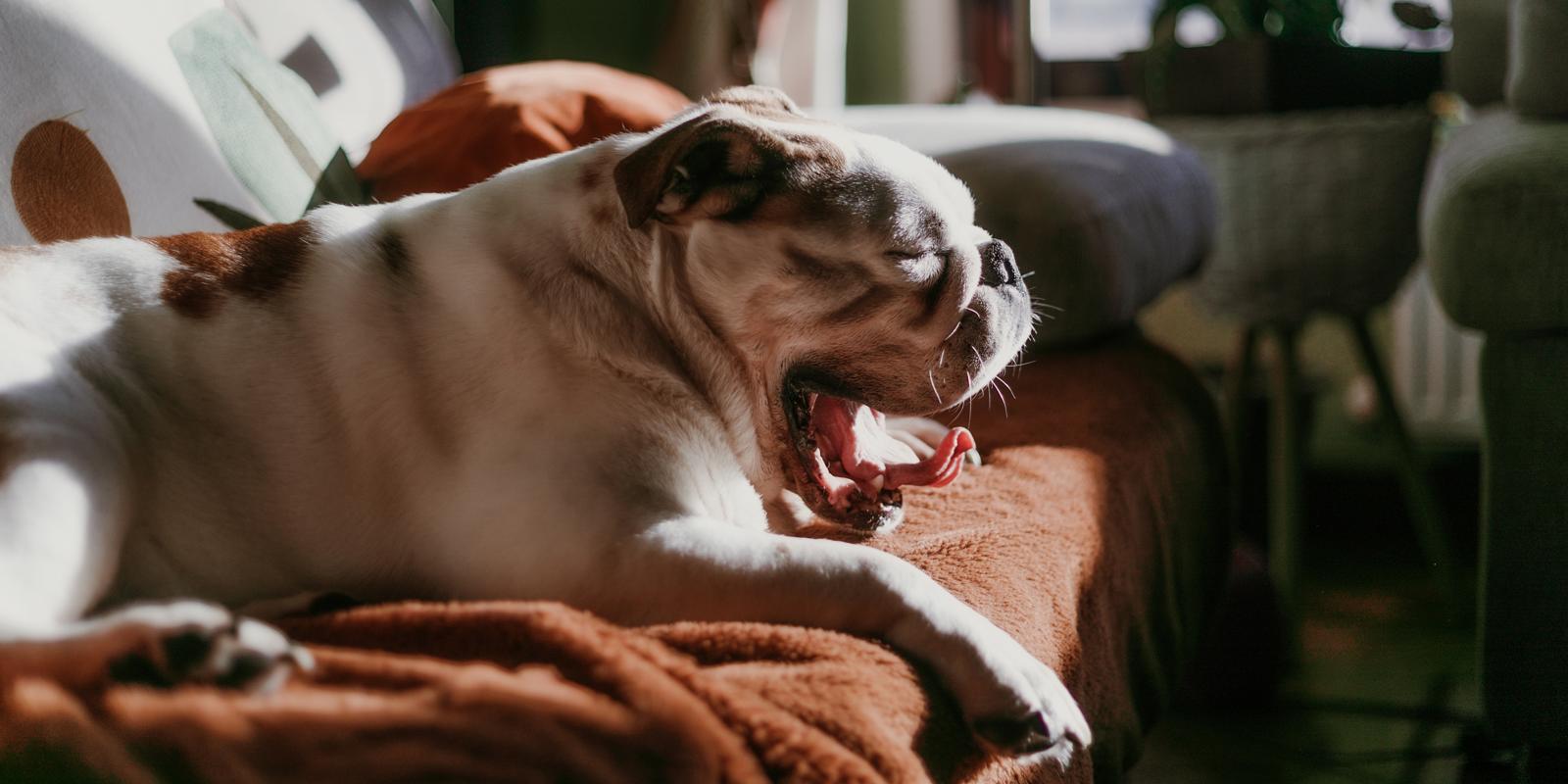 Dog Hackles: Why Do Dog’s Hairs Stand Up? | Purina US