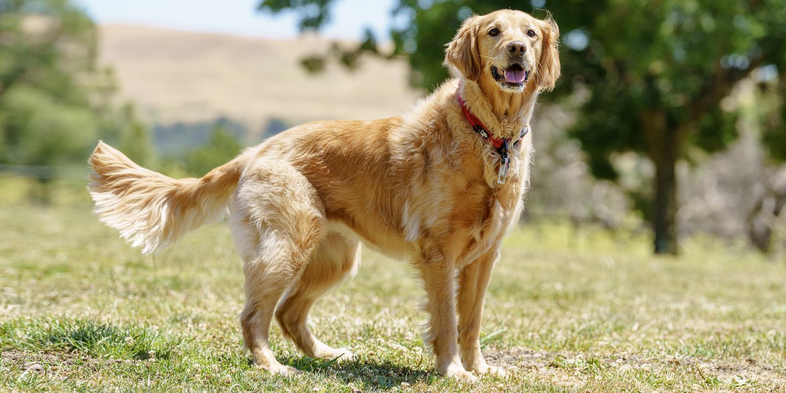 Skin and Coat Dog Food | Purina US