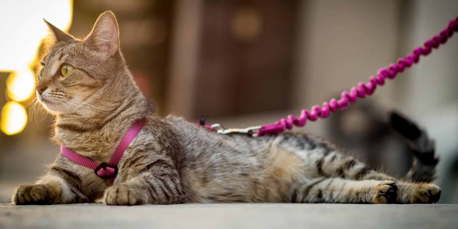 How to Train a Cat: Training Tips & Tricks | Purina US