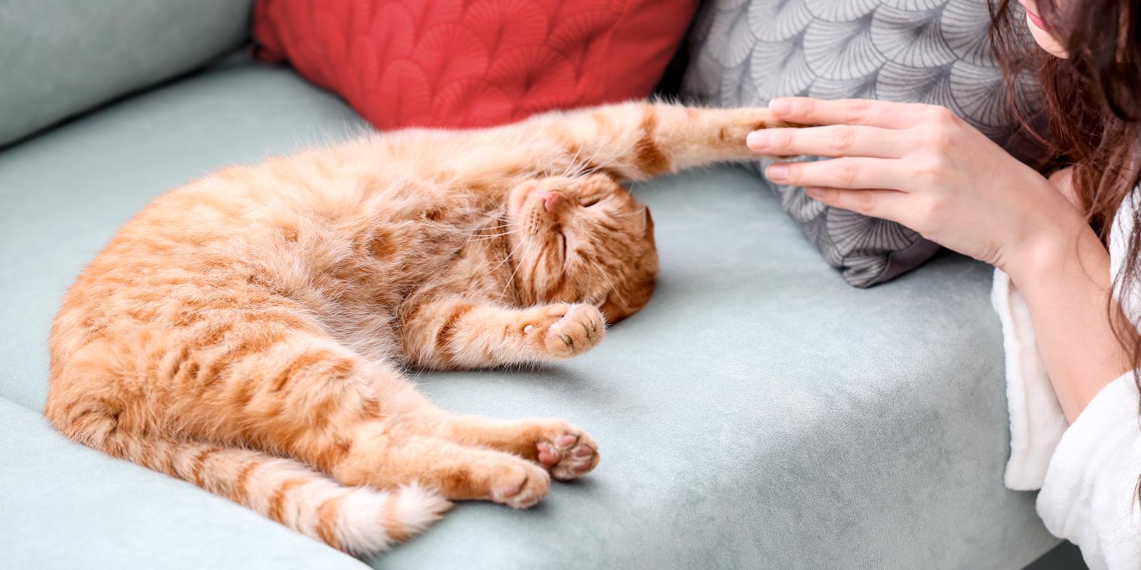 Cat Abscesses: Causes, Signs & Treatment | Purina US