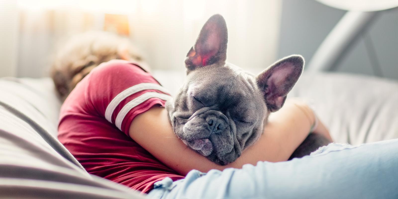 Dog Labor Signs & Puppy Delivery Stages Explained | Purina US