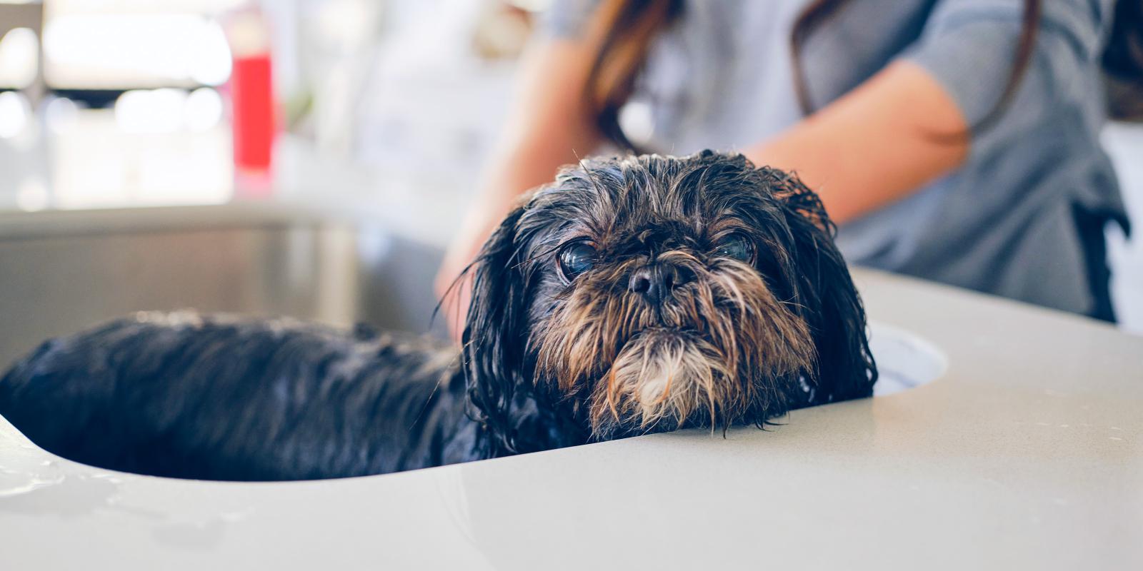 Dog Sprayed By Skunk? How to Get Skunk Smell Off Your Dog | Purina US