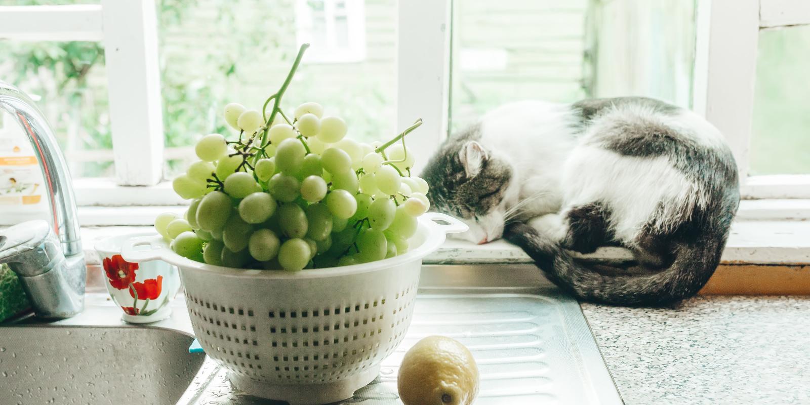 Grape Cat Scan Can Cats Eat Grapes? A Guide to Safety | Purina US