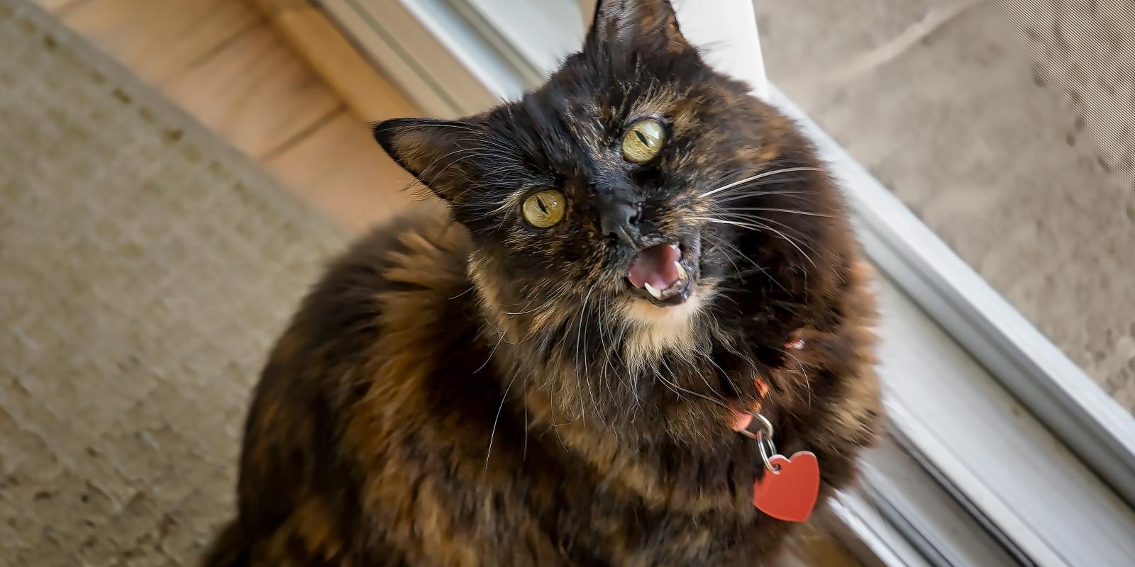 6 Reasons Cat is Meowing at Night & How to Prevent It | Purina US