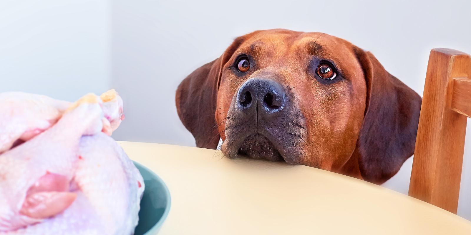 Chicken Dog Can Dogs Eat Raw Chicken? A Guide to Safety | Purina US
