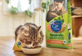 A fluffy tan and white cat wearing a yellow bandana eats kibble from a bowl in a sunny room; a bag of Cat Chow Naturals sits next to the cat