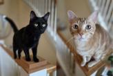 black cat and orange tabby cat