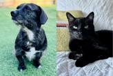 Perro negro y gato negro