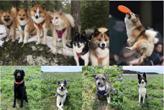 Multiple dogs posing