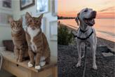 Two orange cats and a dog