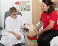 Therapy dog visiting a patient in a hospital room.