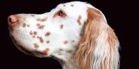 El héroe de la epilepsia en perros