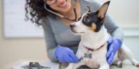 Documento principal sobre pancreatitis canina