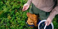 Can dogs eat berries