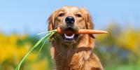 Dog with carrot