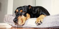 Kennel Cough in Dogs Hero