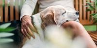 Feeding Older Dogs