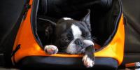 Flying with a Dog