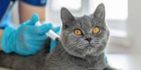 Vaccinating cat
