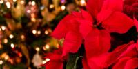 Poisonous houseplants for dogs