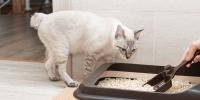cat near the litter