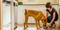 Dueña alimentando a su perro