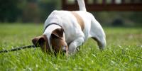 Dog digging
