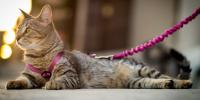 Tabby cat