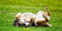 Ringworm in Dogs Hero