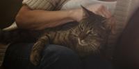 Senior Cat