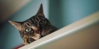 comportamiento de caza de los gatos